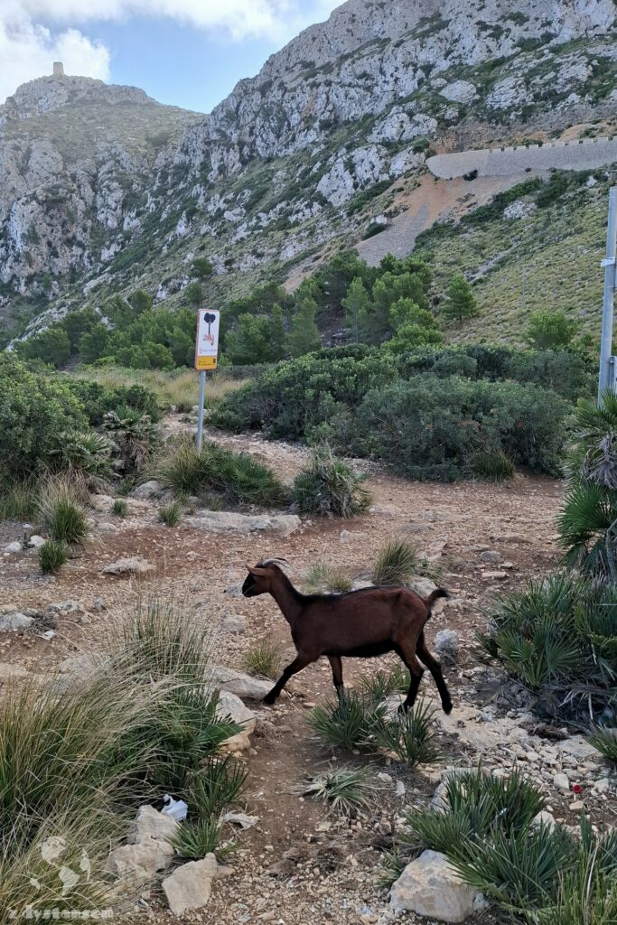 Formentor